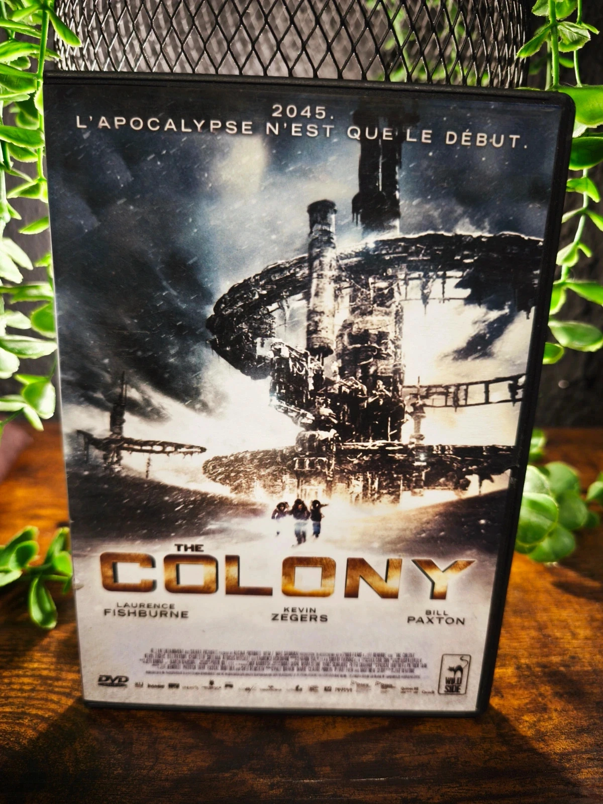 The colony